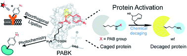 Graphical abstract: A genetically encoded multifunctional unnatural amino acid for versatile protein manipulations in living cells