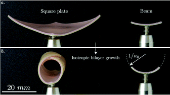 Graphical abstract: Geometry and mechanics of thin growing bilayers