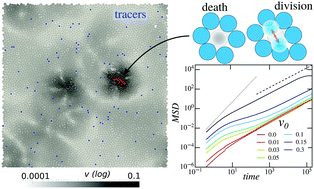 Graphical abstract: Cell division and death inhibit glassy behaviour of confluent tissues