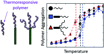 Graphical abstract: Effect of conjugation on phase transitions in thermoresponsive polymers: an atomistic and coarse-grained simulation study