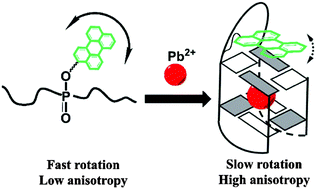 Graphical abstract: Phosphate-perylene modified G-quadruplex probes for the detection of Pb2+ using fluorescence anisotropy