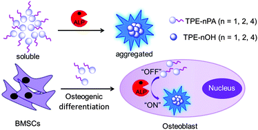 Graphical abstract: Fluorescence light-up AIE probe for monitoring cellular alkaline phosphatase activity and detecting osteogenic differentiation