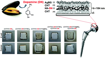 Graphical abstract: Antibacterial bioadhesive layer-by-layer coatings for orthopedic applications