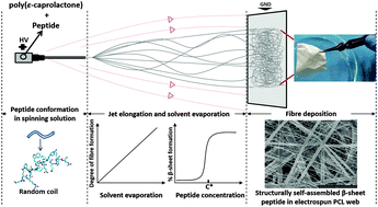 Graphical abstract: A structurally self-assembled peptide nano-architecture by one-step electrospinning