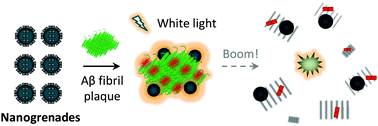 Graphical abstract: Irreversible destruction of amyloid fibril plaques by conjugated polymer based fluorogenic nanogrenades
