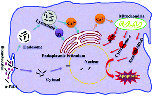 Graphical abstract: Cellular internalization of rod-like nano hydroxyapatite particles and their size and dose-dependent effects on pre-osteoblasts