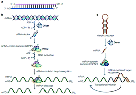 Graphical abstract: Nanoparticle delivery systems for siRNA-based therapeutics