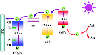 Graphical abstract: Enhanced photoelectrochemical aptasensing platform amplified through the sensitization effect of CdTe@CdS core–shell quantum dots coupled with exonuclease-I assisted target recycling
