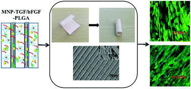 Graphical abstract: Fabrication and effect on regulating vSMC phenotype of a biomimetic tunica media scaffold
