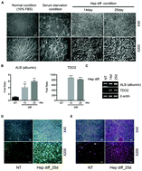 Graphical abstract: Development of hepatic blocks using human adipose tissue-derived stem cells through three-dimensional cell printing techniques