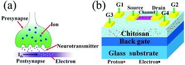 Graphical abstract: Artificial synapses based on biopolymer electrolyte-coupled SnO2 nanowire transistors
