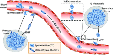 Graphical abstract: Microfluidic technologies for circulating tumor cell isolation