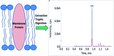 Graphical abstract: Quantification of intractable membrane proteins in genetically engineered crops by liquid chromatography coupled with tandem mass spectrometry