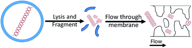 Graphical abstract: Enabling lateral transport of genomic DNA through porous membranes for point-of-care applications