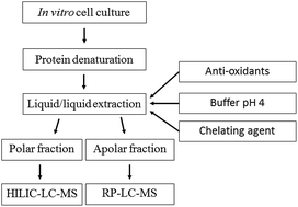Graphical abstract: Optimisation of in vitro sample preparation for LC-MS metabolomics applications on HepaRG cell cultures