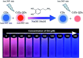 Graphical abstract: Design of a ratiometric fluorescent probe for naked eye detection of dopamine