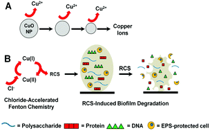 Graphical abstract: Chloride-accelerated Cu-Fenton chemistry for biofilm removal