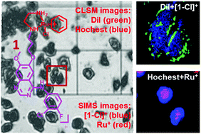 Graphical abstract: Correlated mass spectrometry and confocal microscopy imaging verifies the dual-targeting action of an organoruthenium anticancer complex