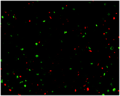Graphical abstract: CO-Induced apoptotic death of colorectal cancer cells by a luminescent photoCORM grafted on biocompatible carboxymethyl chitosan
