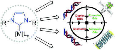 Graphical abstract: On the binding modes of metal NHC complexes with DNA secondary structures: implications for therapy and imaging