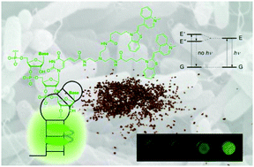 Graphical abstract: Fluorescence-switching RNA for detection of bacterial ribosomes