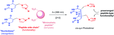 Graphical abstract: Template-assisted photodimerization of N-unprotected uracil derivatives: selective formation of the cis–syn photodimer
