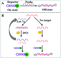 Graphical abstract: Sensitive detection of microRNAs by duplex specific nuclease-assisted target recycling and pyrene excimer switching