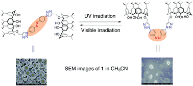 Graphical abstract: Light-driven nanofiber and nanoring morphological transformations in organogels based on an azobenzene-bridged biscalix[4]arene