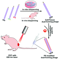 Graphical abstract: Evolutionary selection of personalized melanoma cell/tissue dual-homing peptides for guiding bionanofibers to malignant tumors