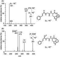 Graphical abstract: Isomerization versus dissociation of phenylalanylglycyltryptophan radical cations