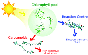 Graphical abstract: The carotenoid pathway: what is important for excitation quenching in plant antenna complexes?
