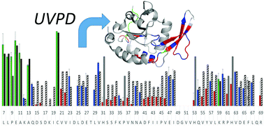 Graphical abstract: Characterization of hydrogen bonding motifs in proteins: hydrogen elimination monitoring by ultraviolet photodissociation mass spectrometry