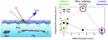 Graphical abstract: Repelling and ordering: the influence of poly(ethylene glycol) on protein adsorption