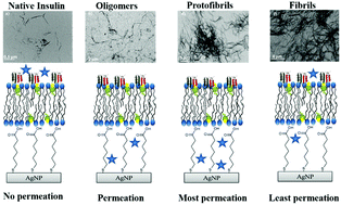 Graphical abstract: Electrochemical surface-enhanced Raman spectroscopy (EC-SERS) study of the interaction between protein aggregates and biomimetic membranes