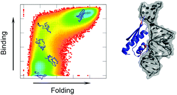Graphical abstract: The key role of electrostatic interactions in the induced folding in RNA recognition by DCL1-A