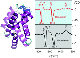 Graphical abstract: Insight into vibrational circular dichroism of proteins by density functional modeling