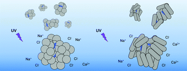 Graphical abstract: Factors impacting the aggregation/agglomeration and photocatalytic activity of highly crystalline spheroid- and rod-shaped TiO2 nanoparticles in aqueous solutions