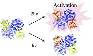 Graphical abstract: Photoreaction of BlrP1: the role of a nonlinear photo-intensity sensor