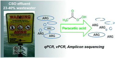 Graphical abstract: Peracetic acid disinfection kinetics for combined sewer overflows: indicator organisms, antibiotic resistance genes, and microbial community
