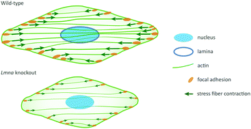 Graphical abstract: Lmna knockout mouse embryonic fibroblasts are less contractile than their wild-type counterparts