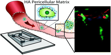 Graphical abstract: In vitro elucidation of the role of pericellular matrix in metastatic extravasation and invasion of breast carcinoma cells