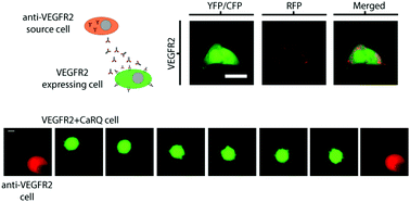 Graphical abstract: A monoclonal antibody acts as a migratory cue via Ca2+ re-wiring