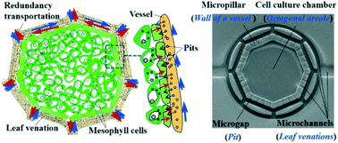 Graphical abstract: A microfluidic design to provide a stable and uniform in vitro microenvironment for cell culture inspired by the redundancy characteristic of leaf areoles