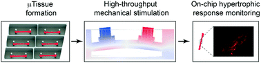 Graphical abstract: A microfluidic platform for the high-throughput study of pathological cardiac hypertrophy