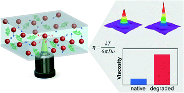 Graphical abstract: Measuring biotherapeutic viscosity and degradation on-chip with particle diffusometry