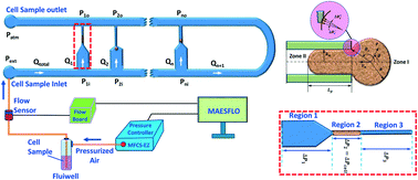 Graphical abstract: A combined experimental and theoretical approach towards mechanophenotyping of biological cells using a constricted microchannel