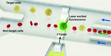 Graphical abstract: Fluorescence activated cell sorting via a focused traveling surface acoustic beam