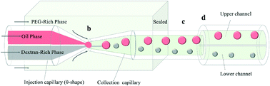 Graphical abstract: Microfluidic generation of aqueous two-phase-system (ATPS) droplets by oil-droplet choppers