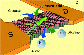 Graphical abstract: Nanowire sensors monitor bacterial growth kinetics and response to antibiotics