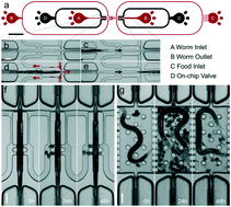 Graphical abstract: Long-term C. elegans immobilization enables high resolution developmental studies in vivo